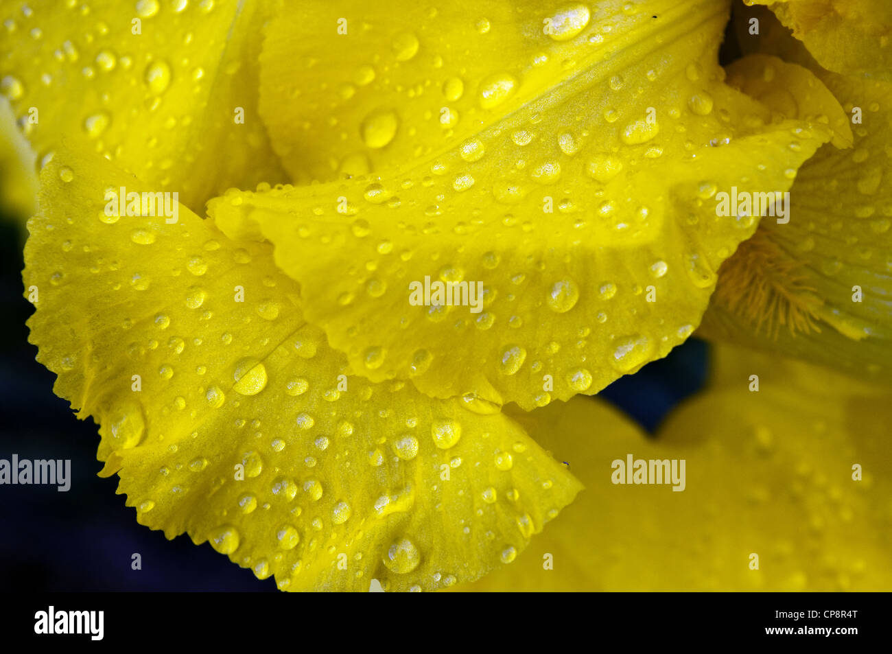 Gouttes de pluie sur la fleur jaune Banque D'Images