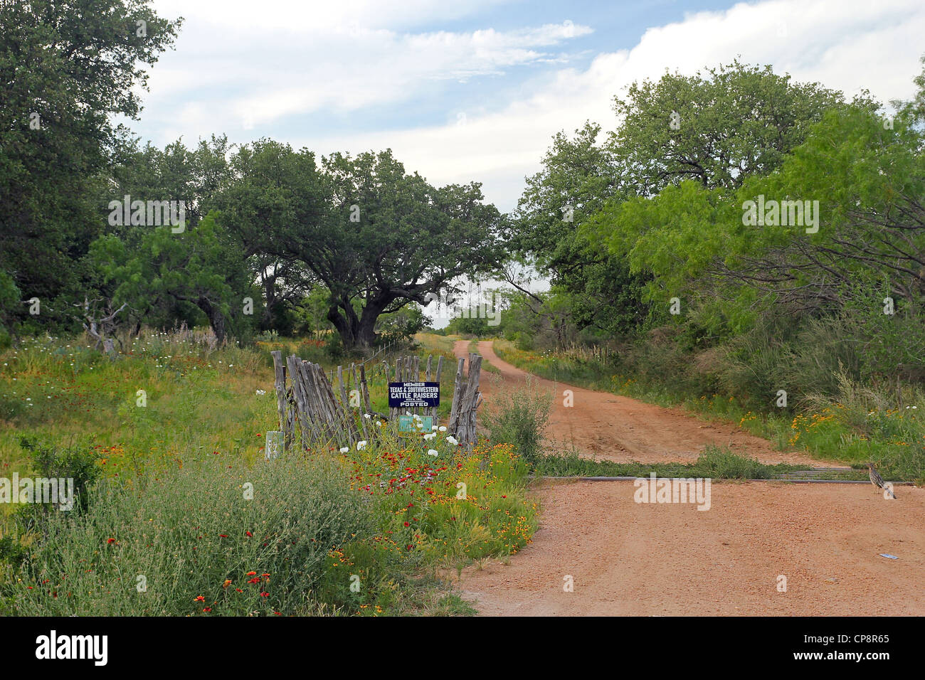 Printemps vue d'un chemin d'un ranch près de Fredericksburg, au Texas Banque D'Images