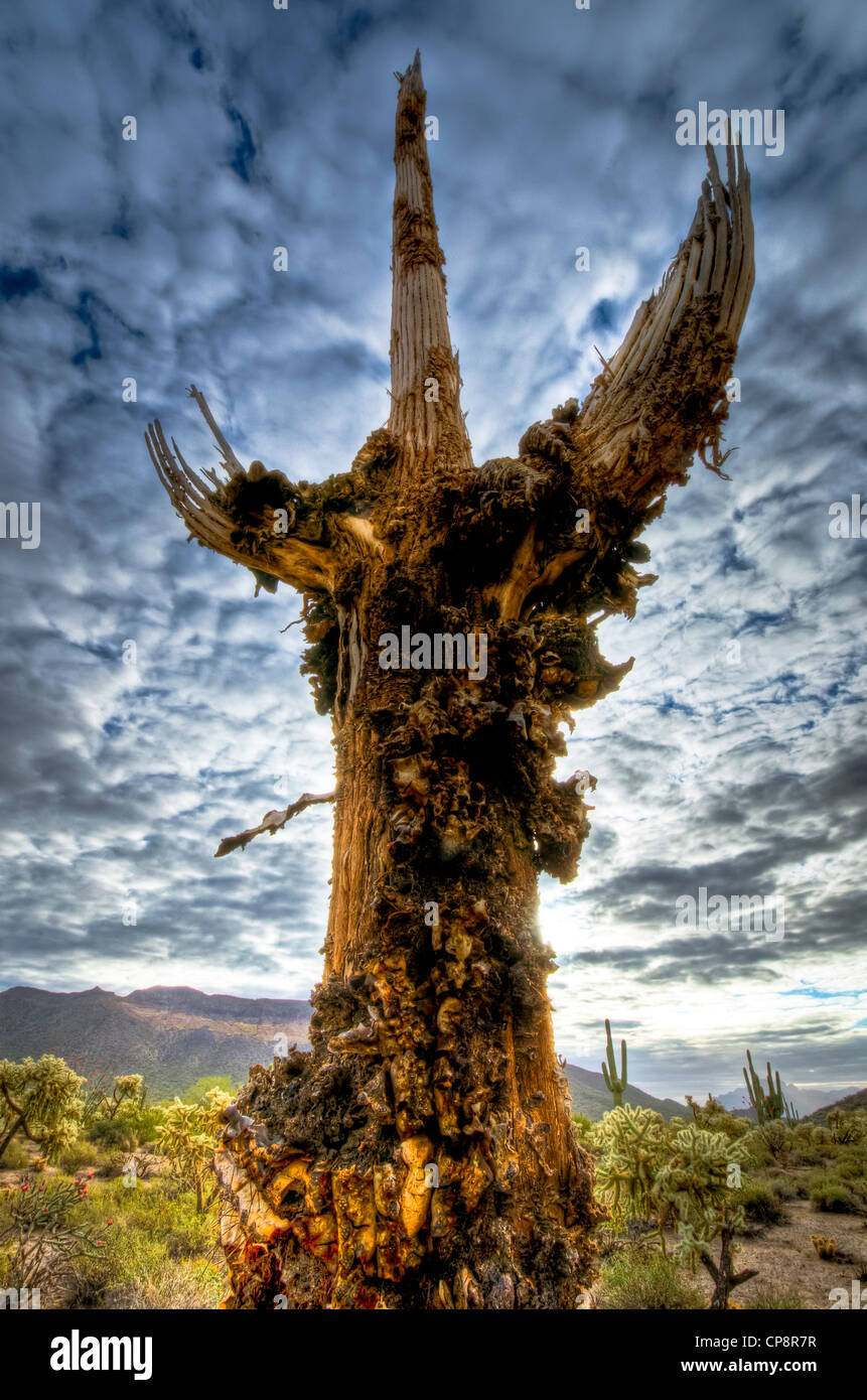 Énorme merveilleux Saguaro Cactus dans le désert de Sonora de la partie sud-ouest de l'Amérique. Banque D'Images