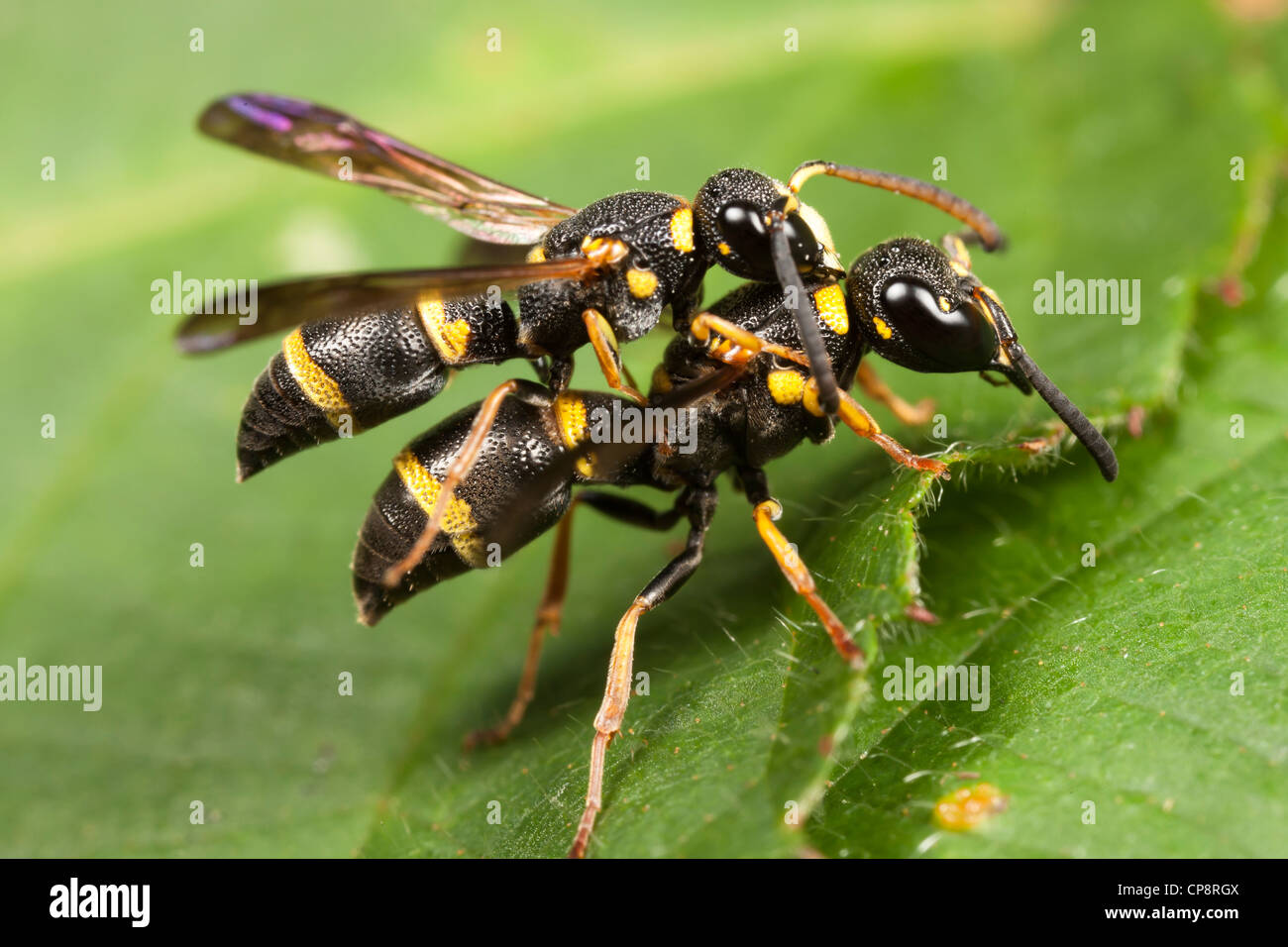 Wasp (Parancistrocerus Potter perennis) - paire d'accouplement Banque D'Images