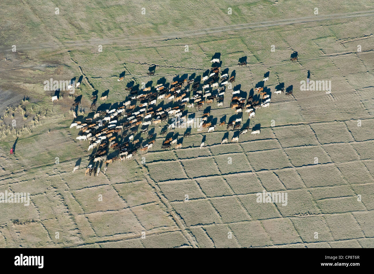 Passage du bétail, les champs de riz paddy sec vue aérienne, la région d'Arusha, Tanzanie Banque D'Images