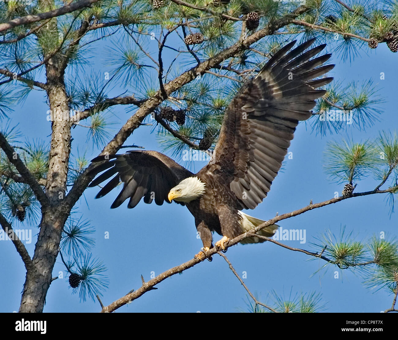 American Bald Eagle, Haliaeetus leucocephalus Banque D'Images