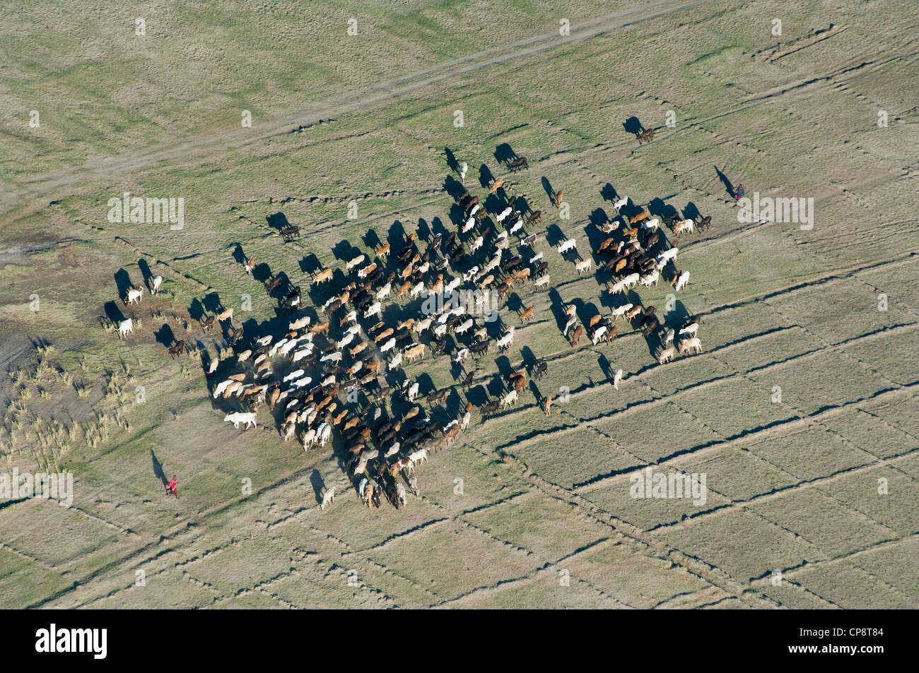 Passage du bétail, les champs de riz paddy sec vue aérienne, la région d'Arusha, Tanzanie Banque D'Images