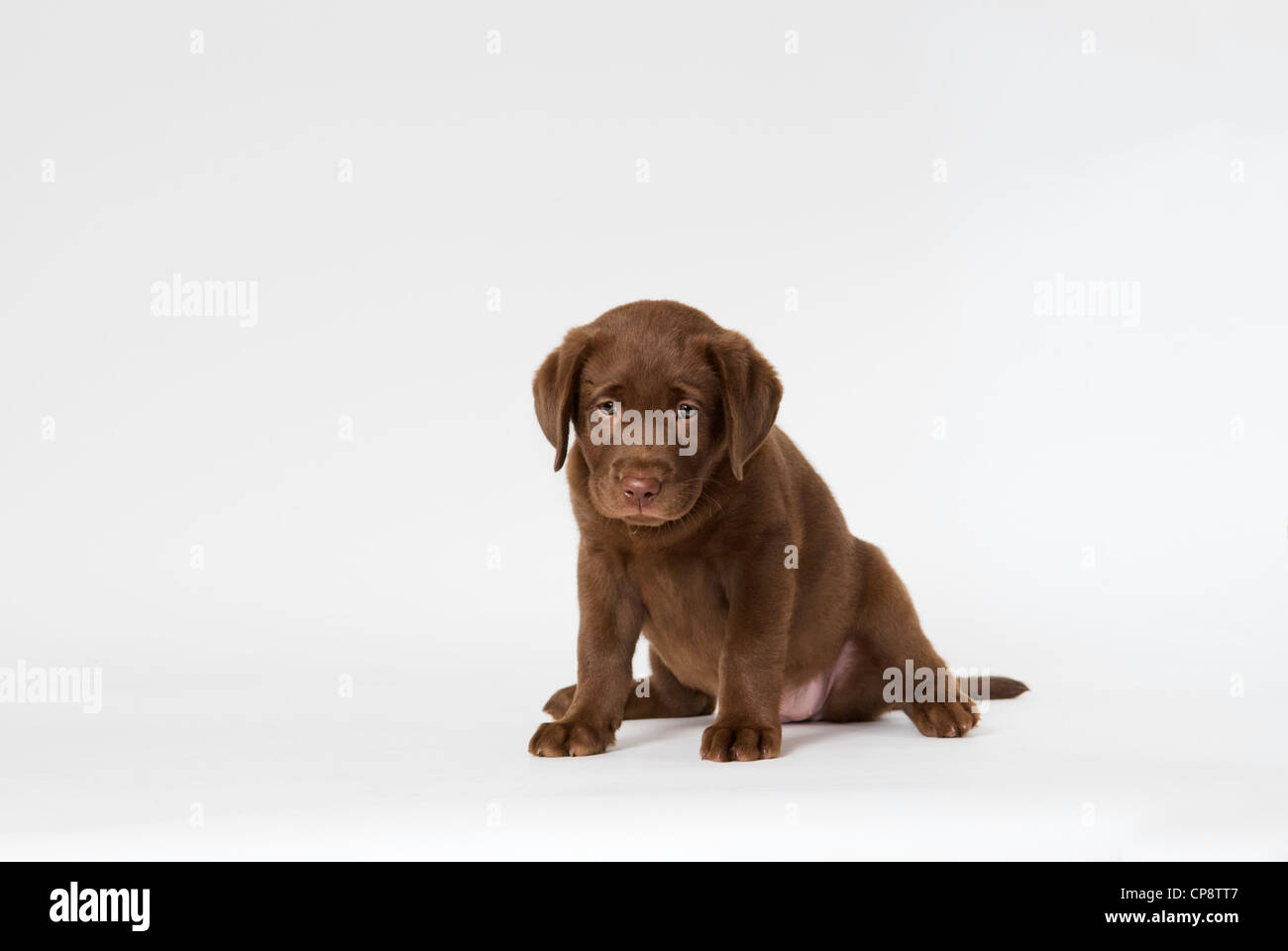Chiot labrador Chocolat Banque D'Images