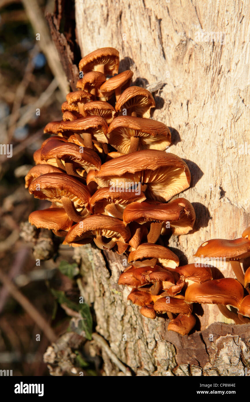 La queue de velours à partir de champignons à sécher sur un tronc d'arbre Banque D'Images