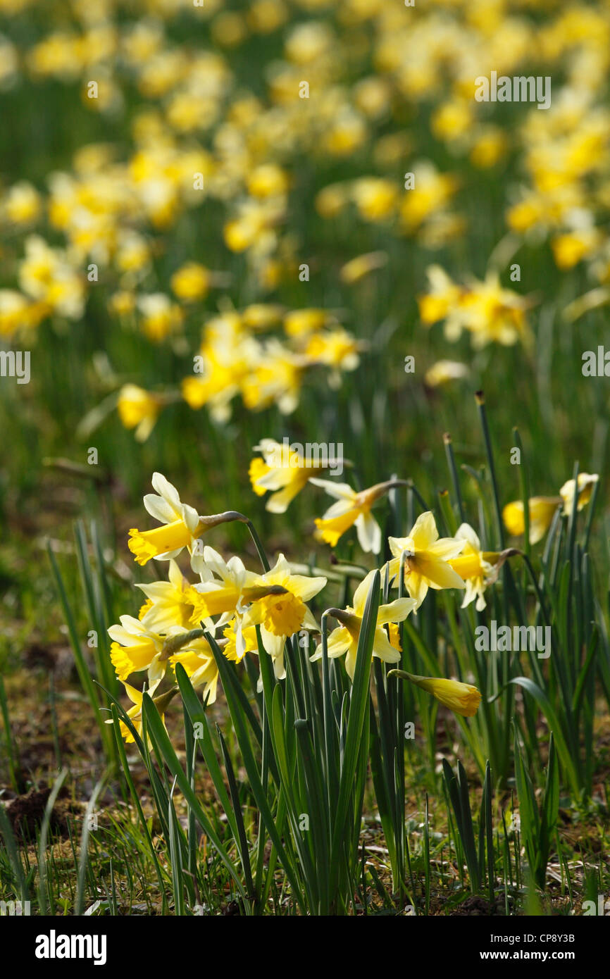 Les jonquilles sauvages Narcissus pseudonarcissus [] growing in field