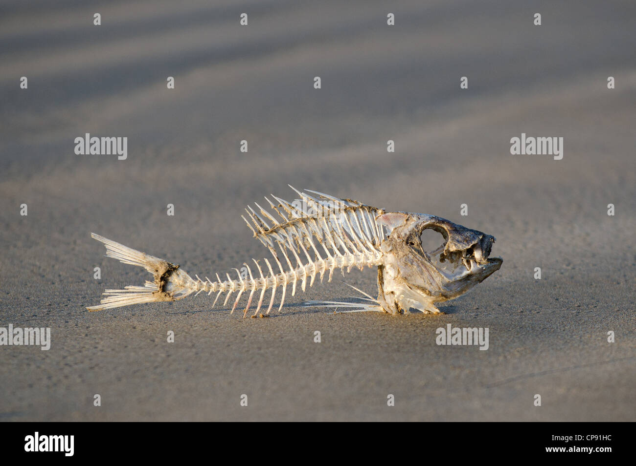 Un Squelette De Poisson Carcasse D Un Poisson Mort Os Portant Sur Une Plage Photo Stock Alamy