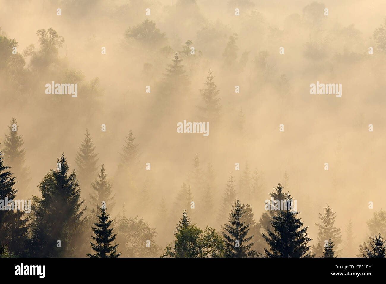 Allemagne, Berlin, Munich, vue sur forêt brumeuse à l'aube Banque D'Images