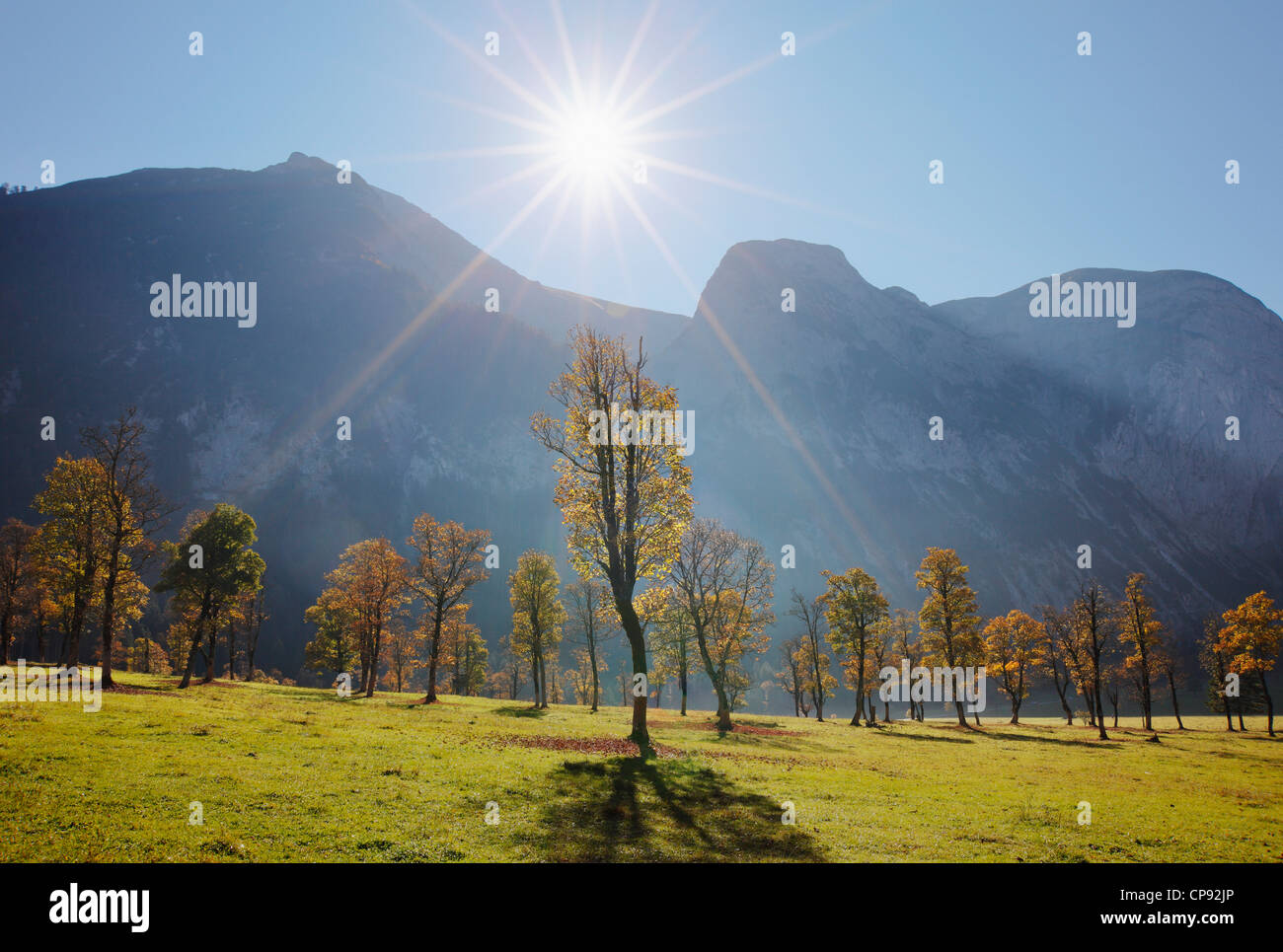 Autriche, Tyrol, voir des montagnes du Karwendel avec l'érable sycomore Banque D'Images