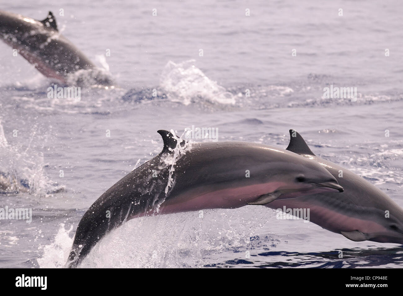 Les Dauphins de Fraser (Lagenodelphis hosei) ou de Sarawak, dauphins sautant hors de la mer, les Maldives Banque D'Images
