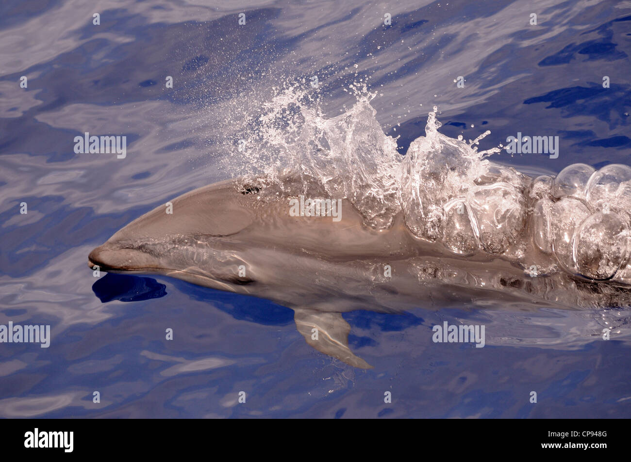 Les Dauphins de Fraser (Lagenodelphis hosei) ou Sarawak Dolphin, soufflant à la surface, les Maldives Banque D'Images