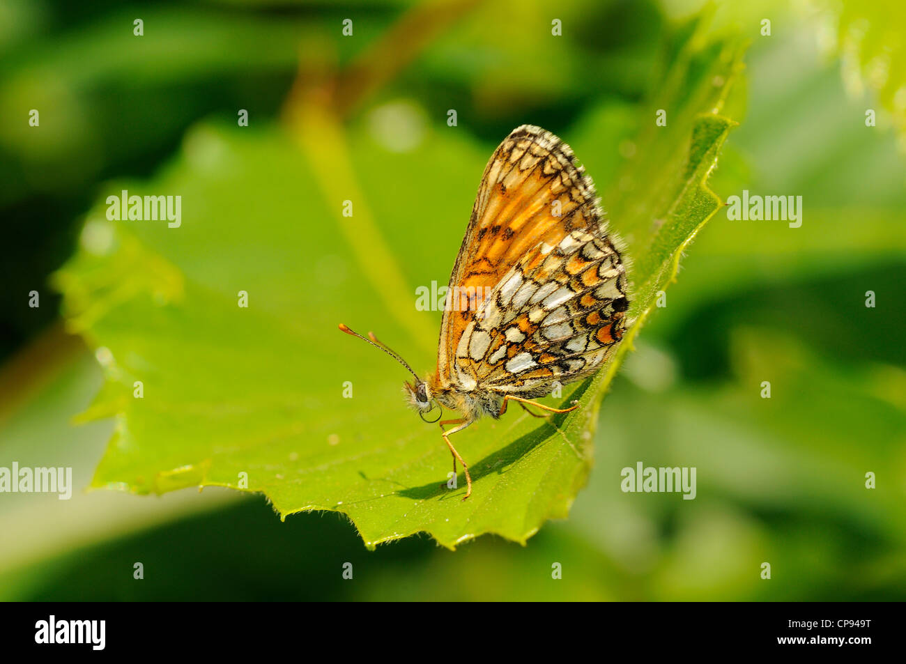 Heath Fritillary Mellicta athalia (papillon) au repos sur feuille, Kent, UK Banque D'Images