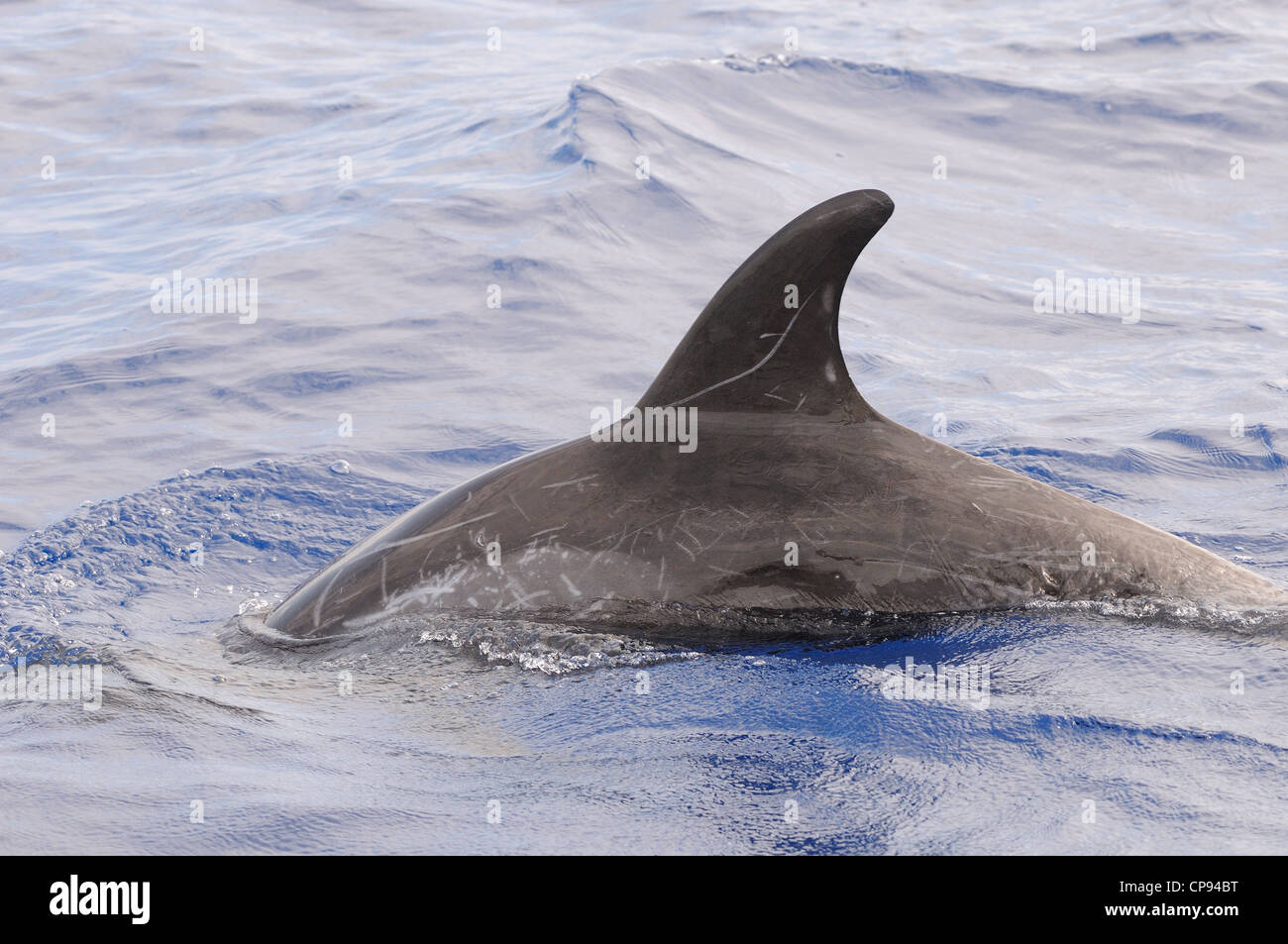 Dauphin de Risso (Grampus griseus), close-up de nageoire dorsale, les Maldives Banque D'Images