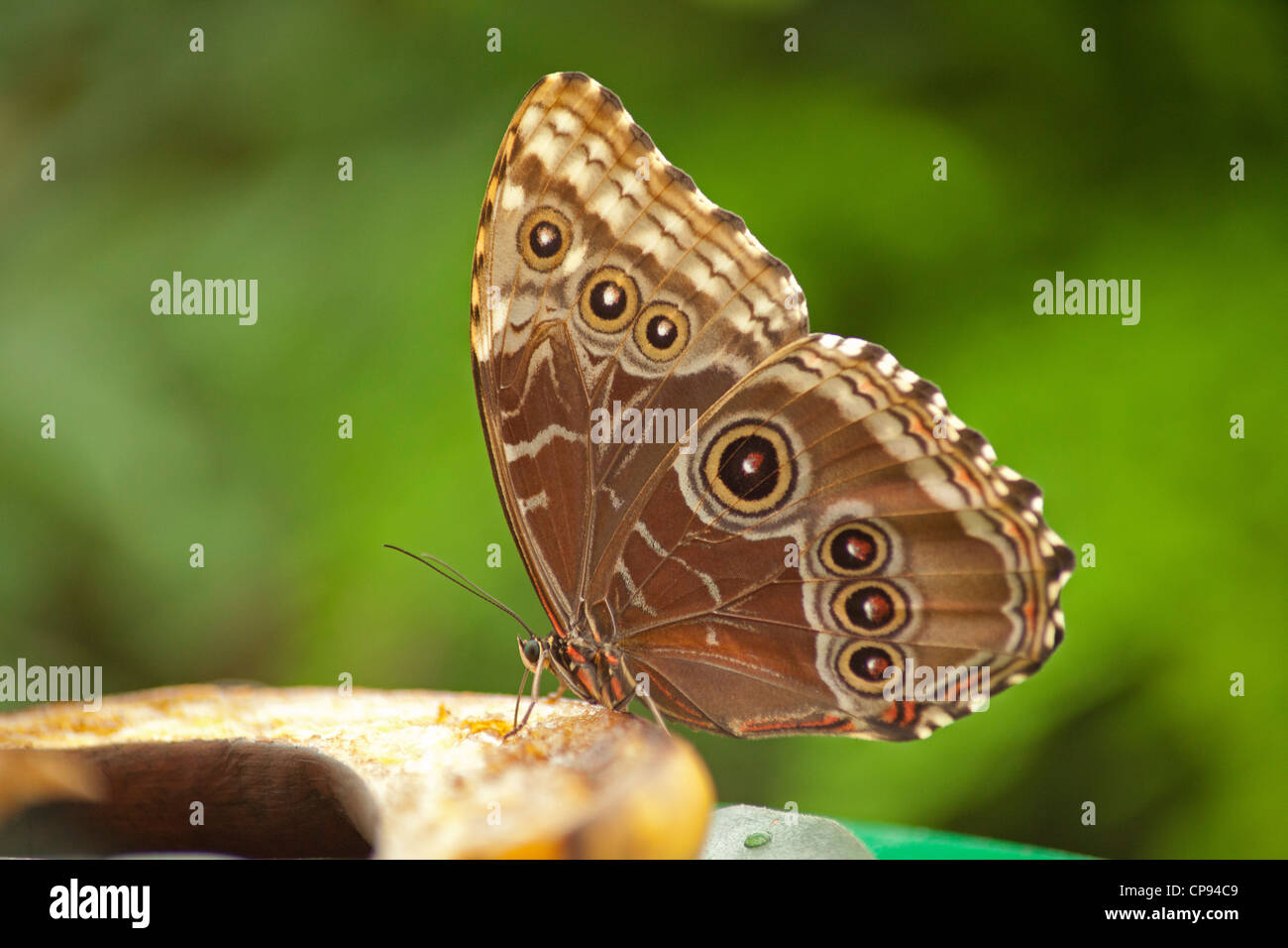 Blue Morpho Peleides Morpho peleides (,), Papillon tropical Banque D'Images