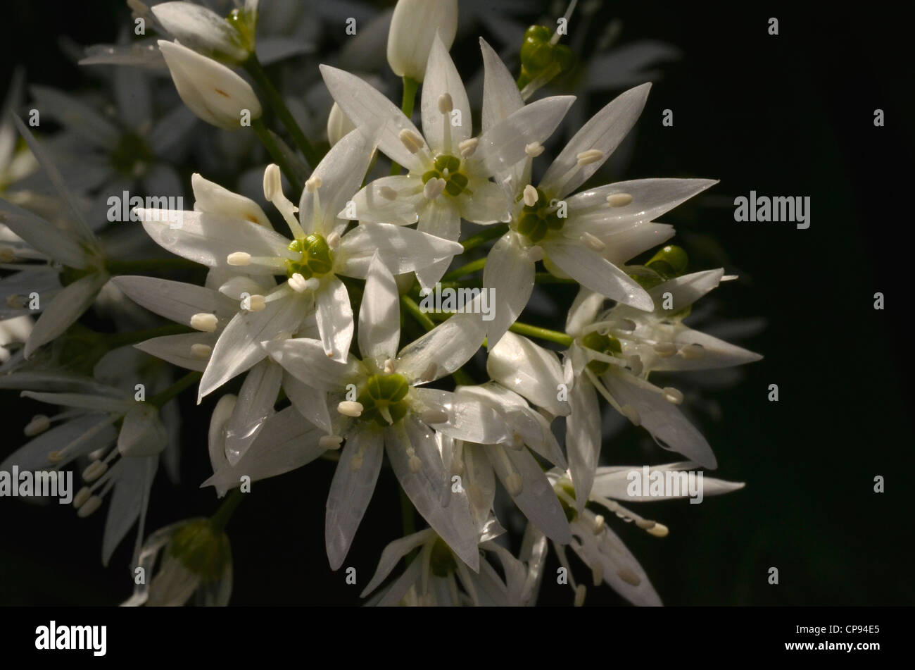 Close-up de l'ail des ours Allium ursinum / Ramsons /. Fermer détail de fleurs. L'accent peu profondes. Nourriture et la restauration sur le concept sauvages. Banque D'Images