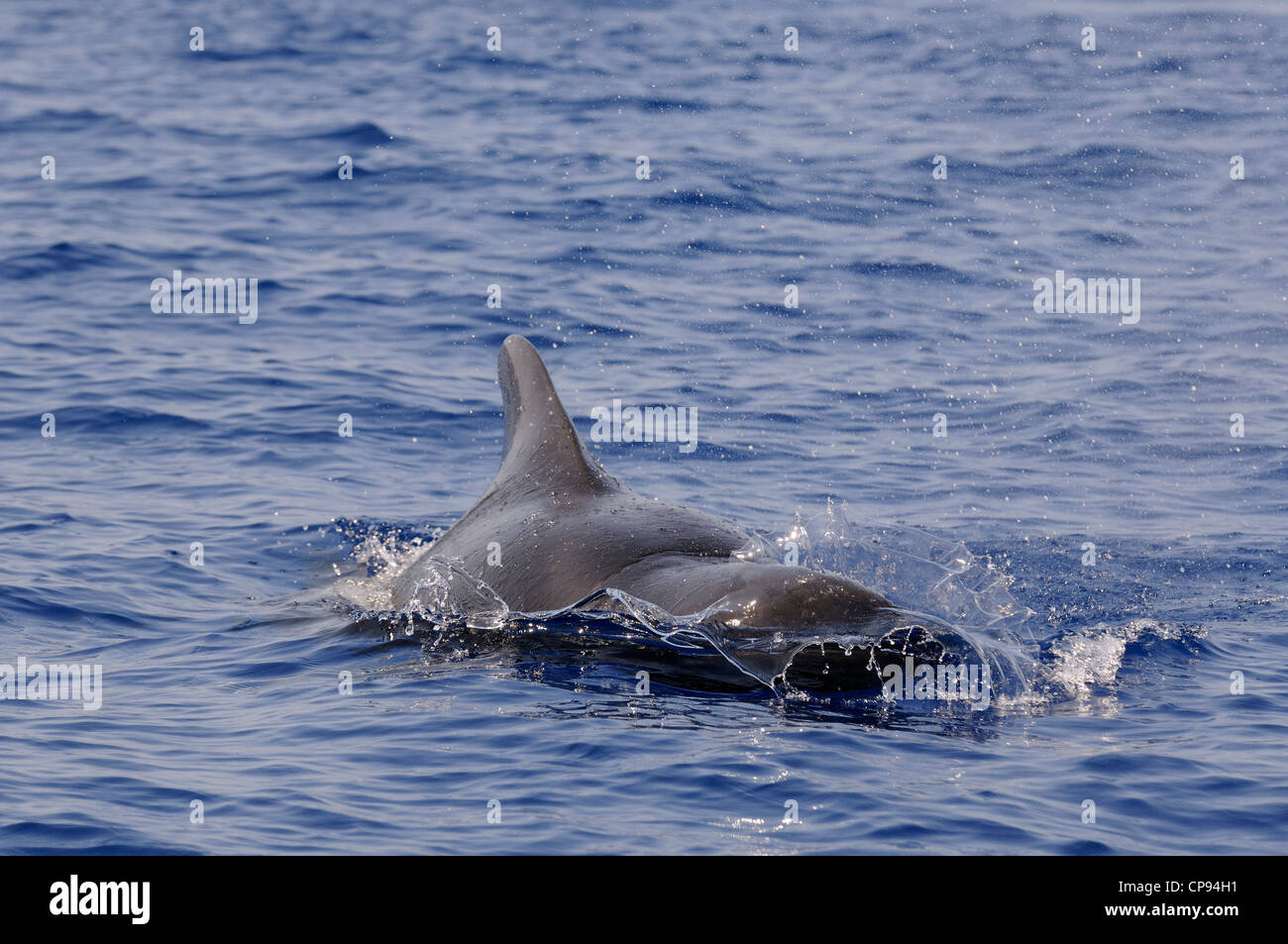 Le globicéphale noir (Globicephala macrorhynchus) surfacing, les Maldives Banque D'Images