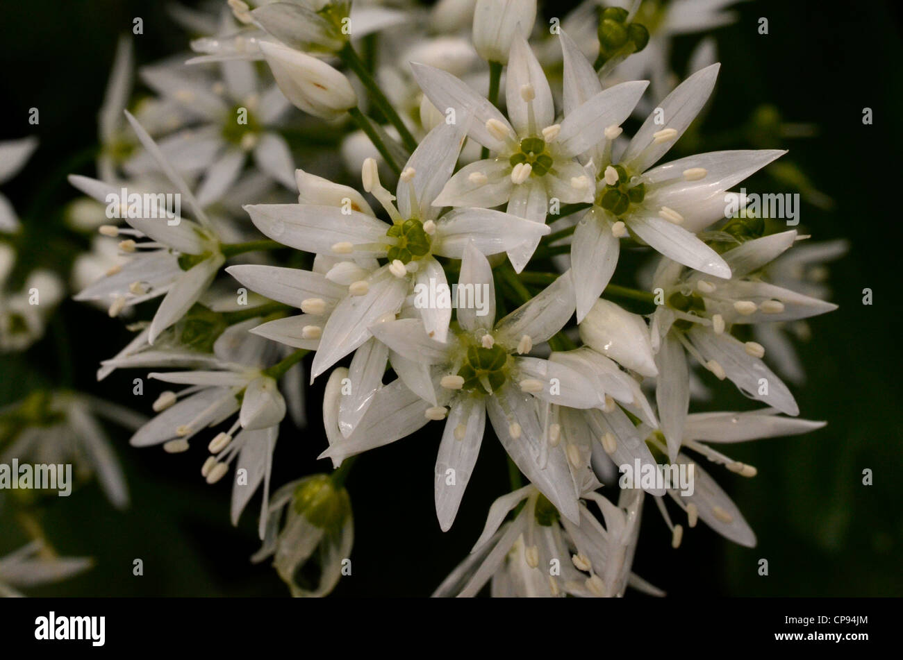 Close-up de l'ail des ours (Allium ursinum / Ramsons). Fermer détail de fleurs. L'accent peu profondes. Nourriture et la restauration sur le concept sauvages. Banque D'Images