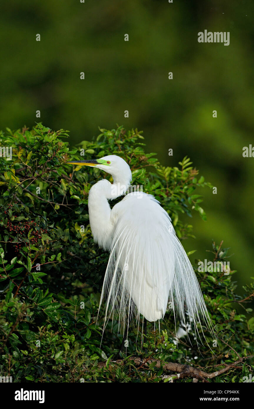 Grande aigrette (Casmerodius albus Ardea alba Egretta alba) Affichage d'un site de reproduction à panaches Alligator Farm St Augustine FL Banque D'Images