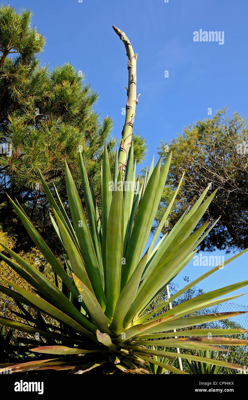 Agave americana (Linnaeus) contre un ciel bleu, Puerto Cabopino, Andalousie, Espagne, Europe de l'Ouest. Banque D'Images