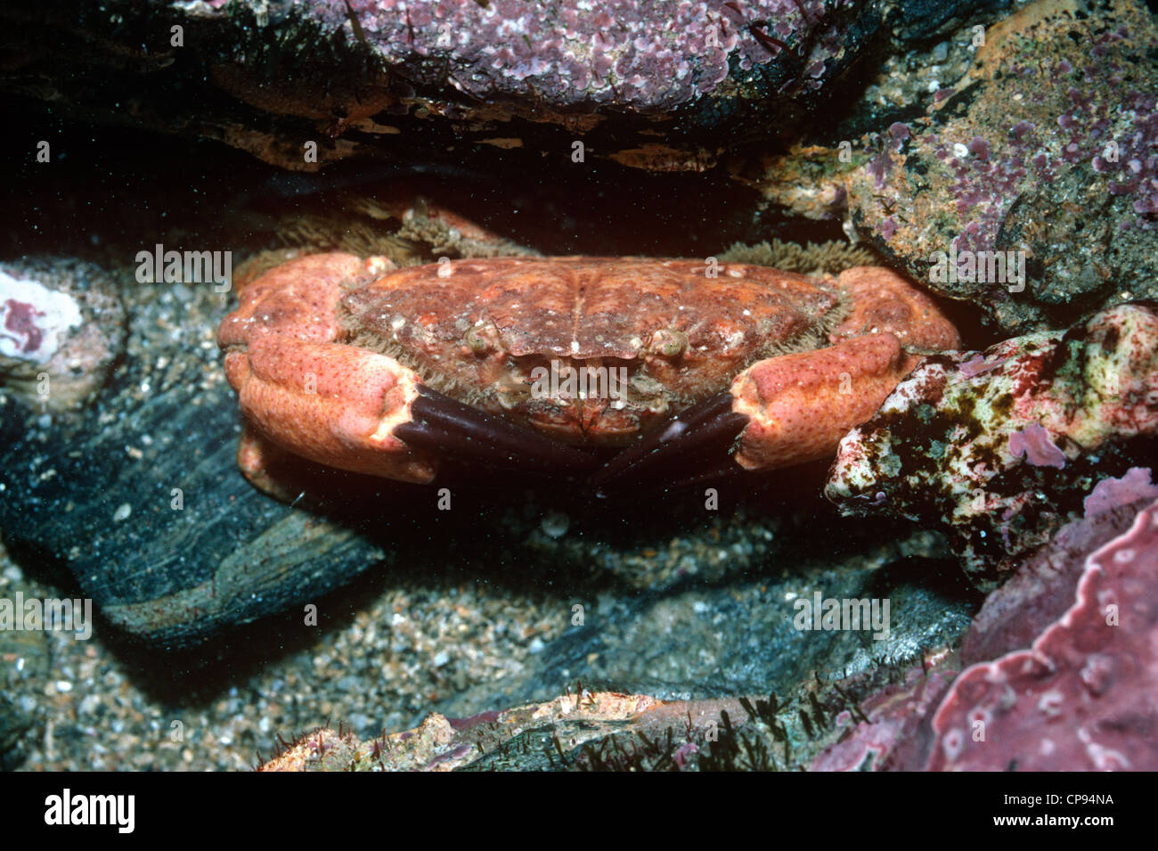 Dauphin de Risso / Brown-griffé sillonnaient le crabe (Xantho pilipes) dans un rockpool, UK. Banque D'Images
