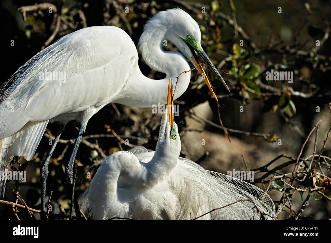 Grande aigrette (Casmerodius albus Ardea alba Egretta alba) Affichage d'un site de reproduction à panaches Alligator Farm St Augustine FL Banque D'Images