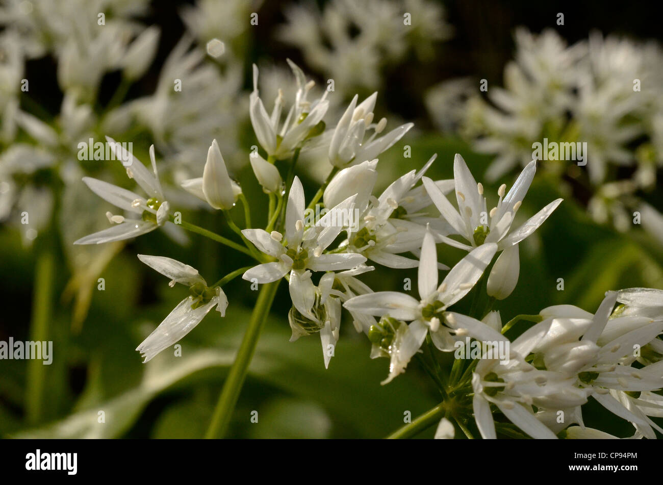 Close-up de l'ail des ours (Allium ursinum / Ramsons). Fermer détail de fleurs. L'accent peu profondes. Nourriture et la restauration sur le concept sauvages. Banque D'Images