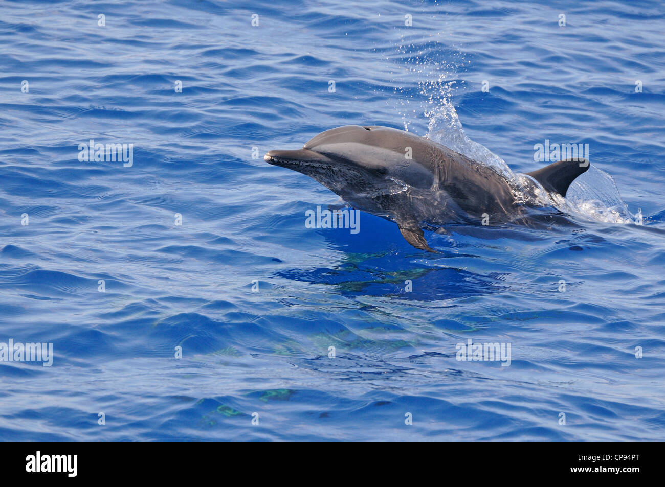 Dauphin tacheté pantropical (Stenella attenuata) surfacing, les Maldives Banque D'Images