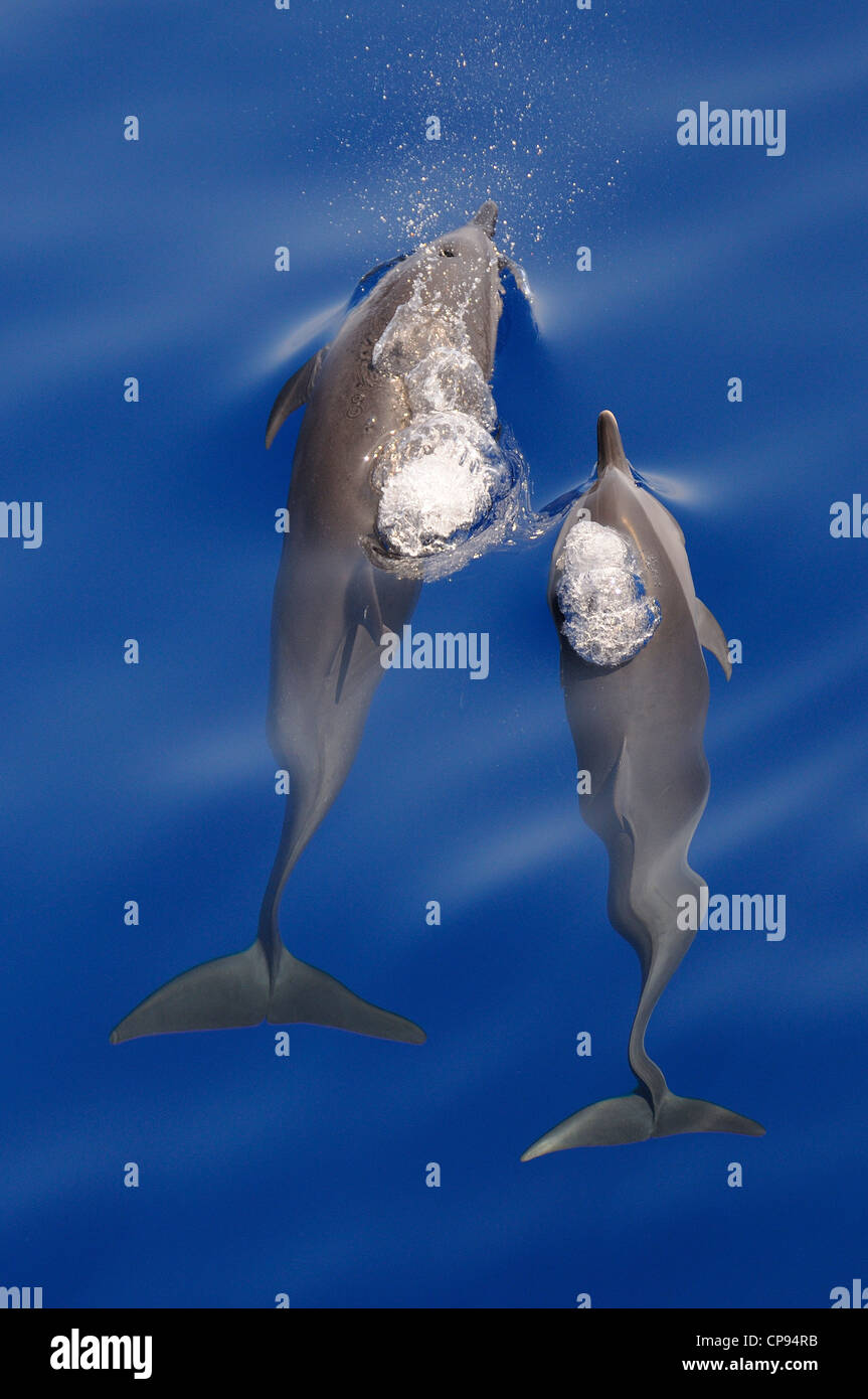 Dauphin tacheté pantropical (Stenella attenuata), l'ensemble de surfaçage deux Maldives Banque D'Images