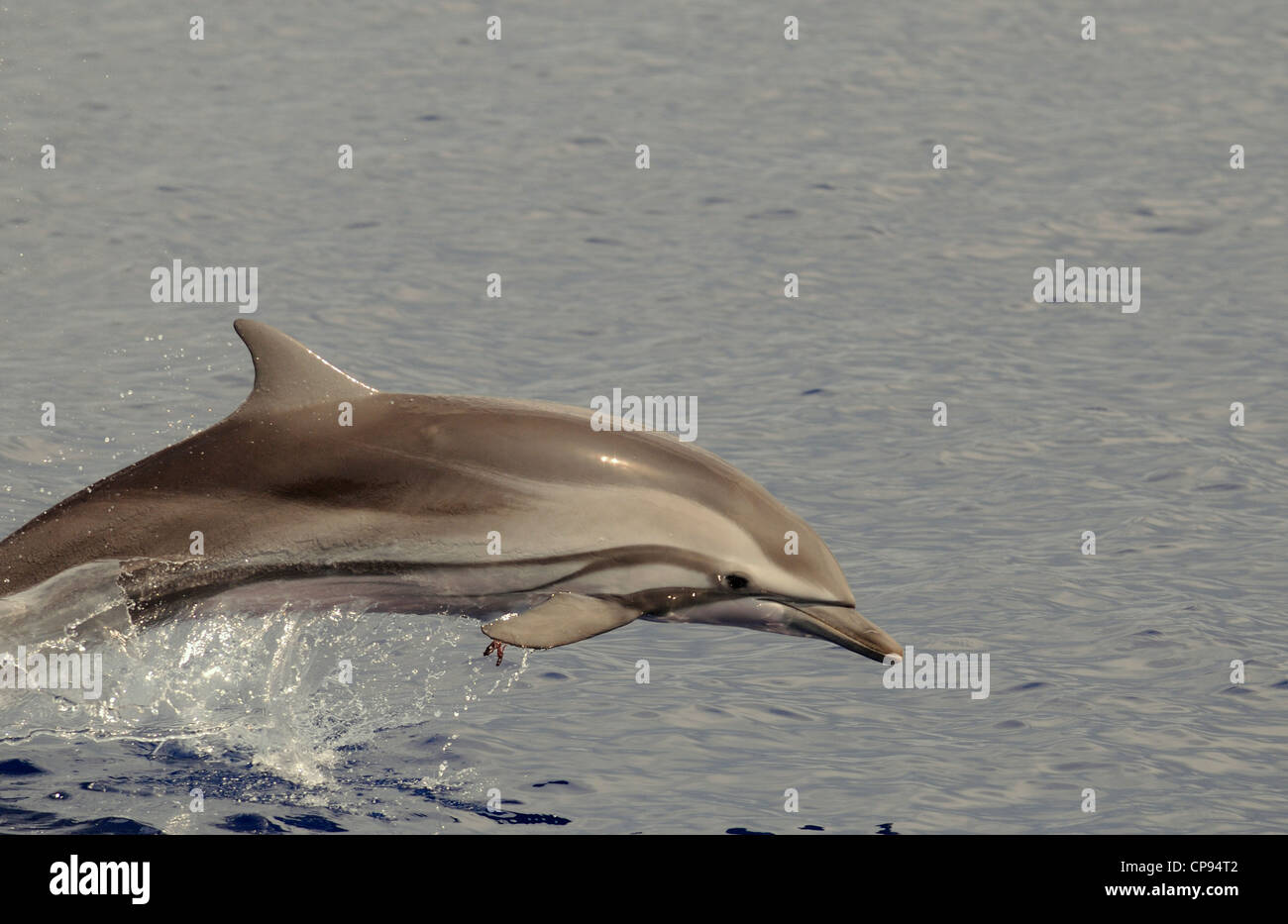 Dauphin bleu et blanc (Stenella coeruleoalba) sautant de l'eau, les Maldives Banque D'Images