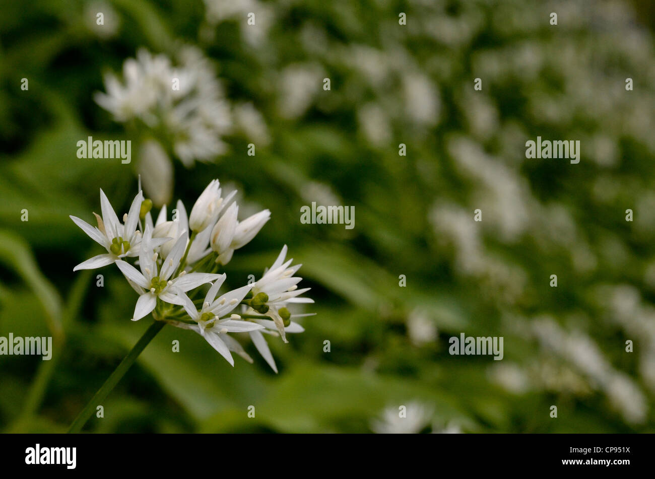 Close-up de l'ail des ours Allium ursinum / Ramsons /. Fermer détail de fleurs. L'accent peu profondes. Nourriture et la restauration sur le concept sauvages. Banque D'Images