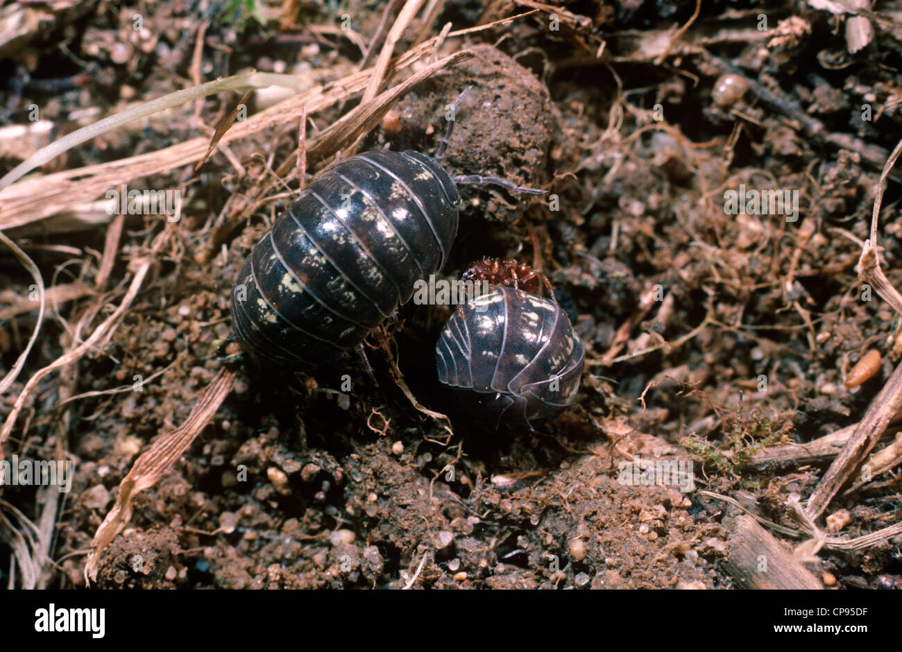 Cloporte Armadillidium vulgare (pilule), l'un d'entre eux regroupés en — free download
