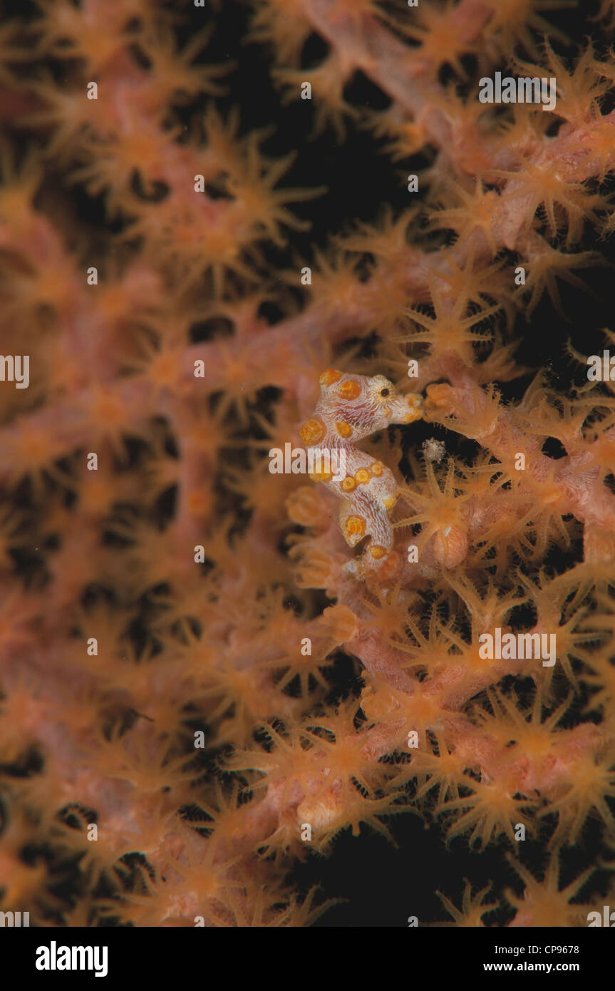 Yellow Sea Horse pygmée (Hippocampus bargibanti ) sur le site de plongée Nudi Retreat 2 dans le Détroit de Lembeh, Indonésie Banque D'Images