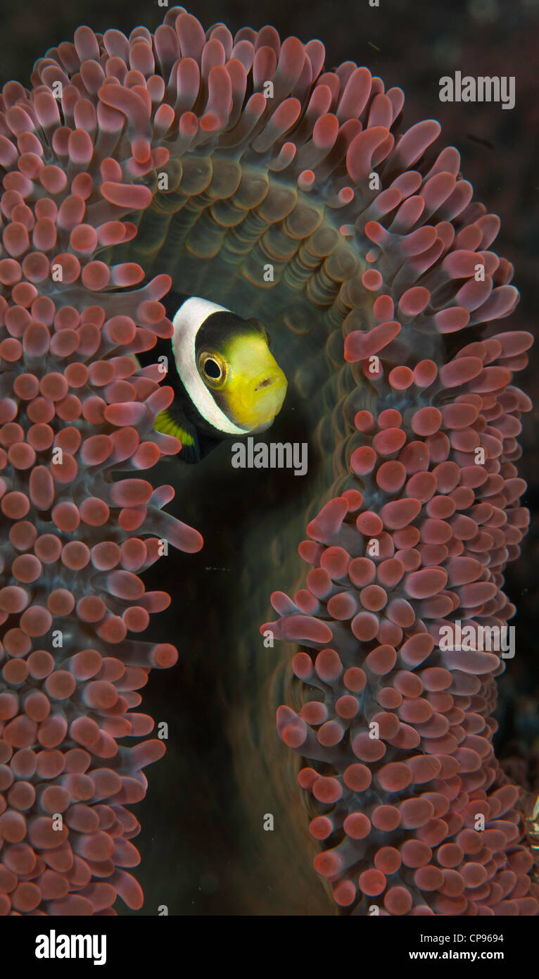 Papillons (Chaetodon adiergastos Panda) dans le Détroit de Lembeh (Indonésie). Site de plongée Aer Prang 1 Banque D'Images