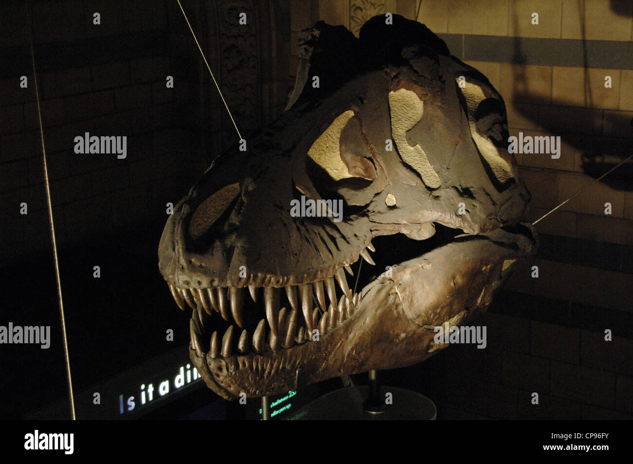 Tyrannosaurus rex. Dinosaure théropode de tyrannosauridés. Crétacé supérieur. Maastrichtien. Crâne. Banque D'Images