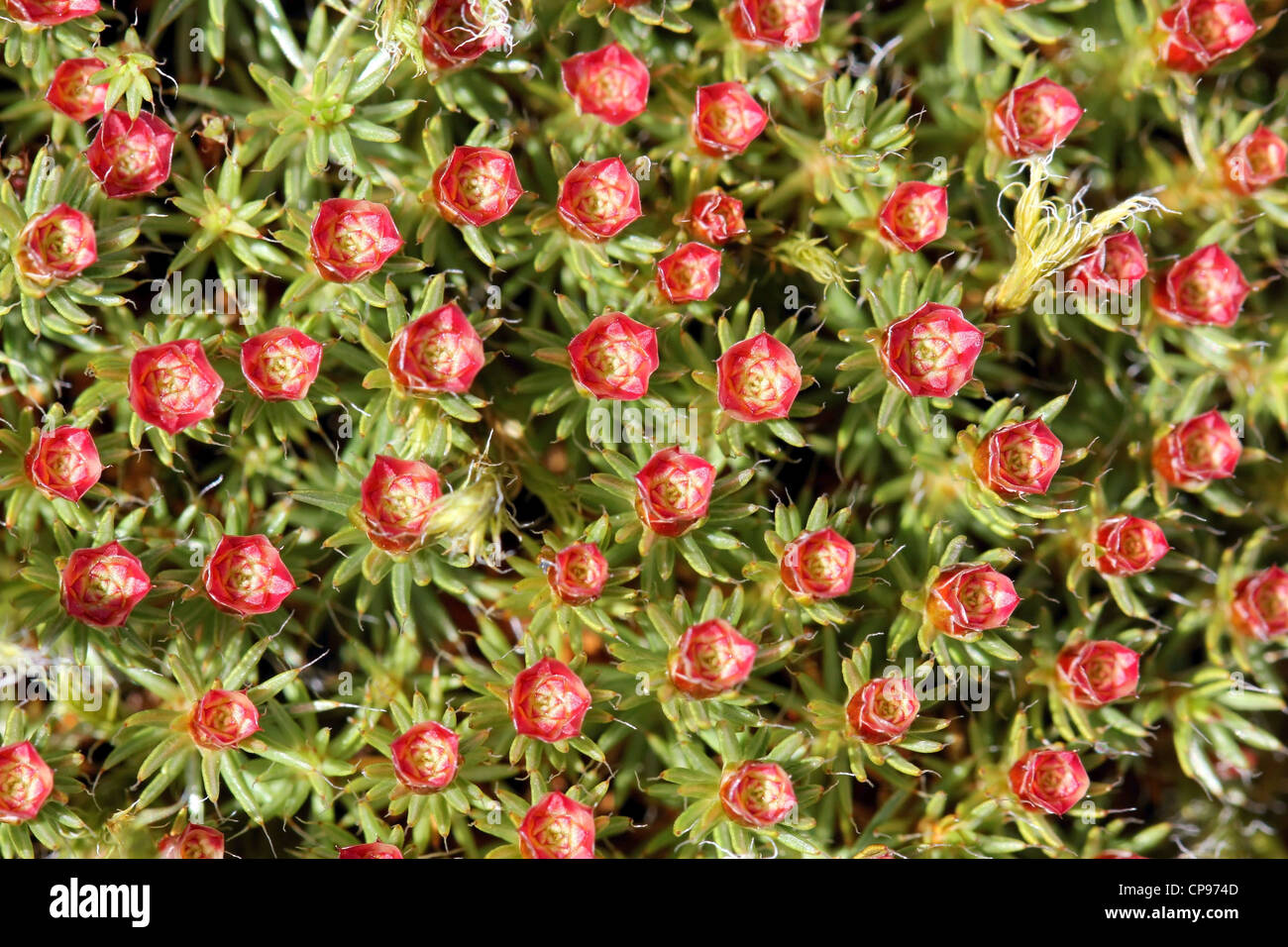 Les structures de reproduction mâle de Polytrichum juniperinum moss (Juniper Mousse Polytric). Banque D'Images