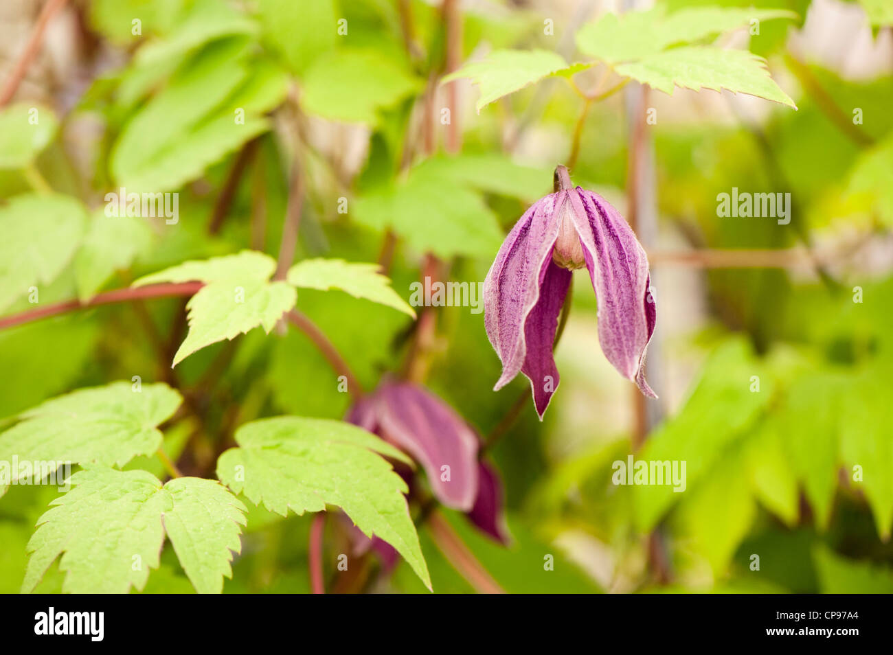 Clematis koreana' Banque D'Images