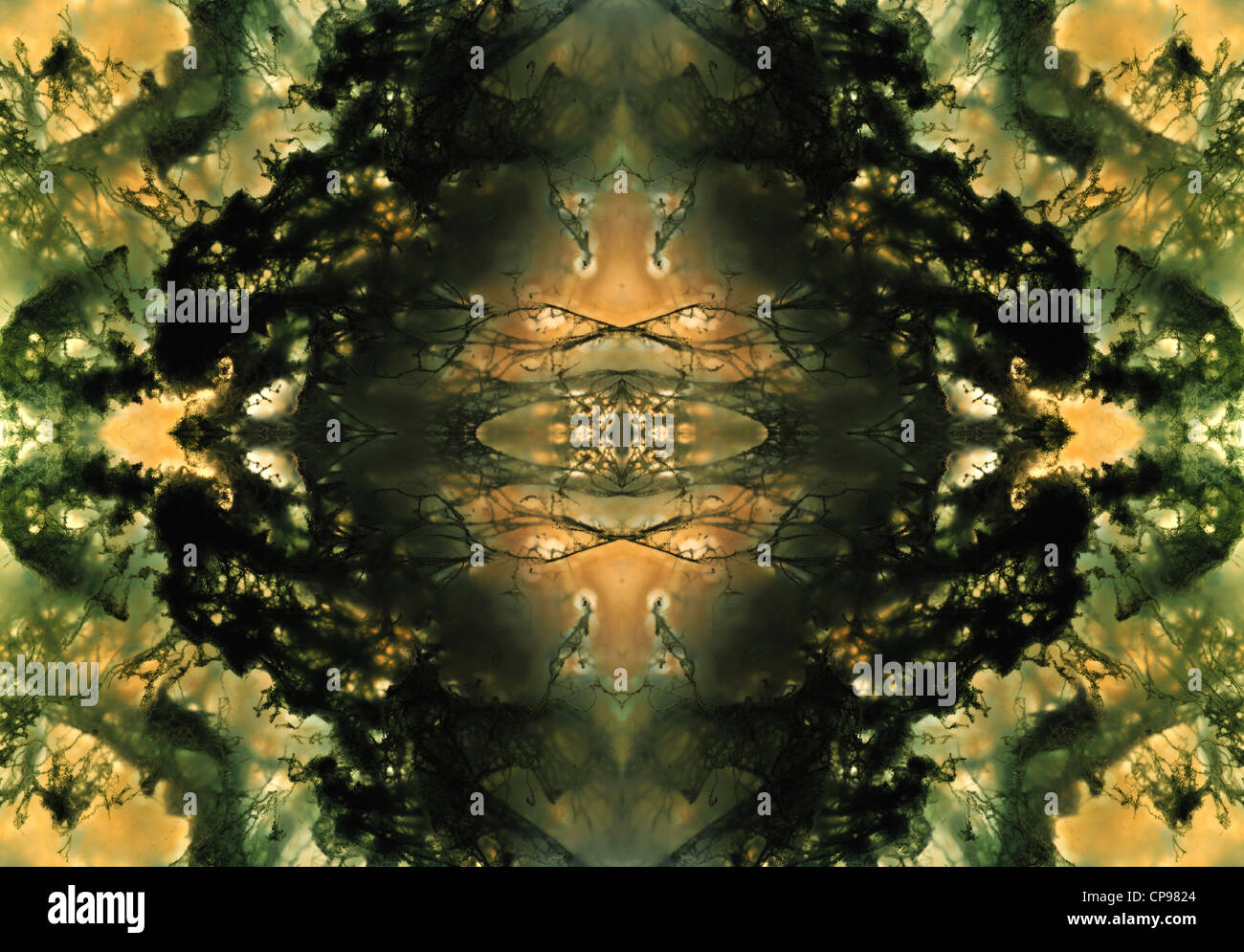Agate Mousse - modèle symétrique fait à partir de l'image répétée Banque D'Images