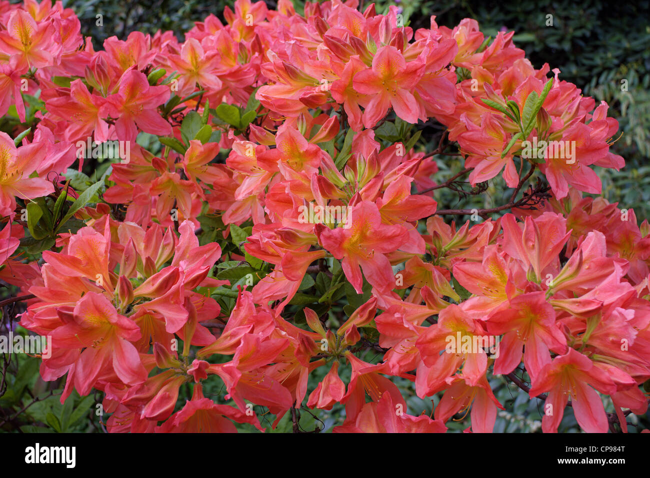 Riche d'abondantes fleurs corail Rhododendron 'C van Tol' Banque D'Images