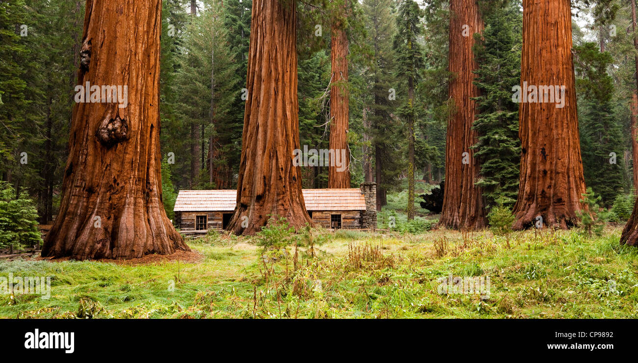 Mariposa Grove, Yosemite National Park Banque D'Images