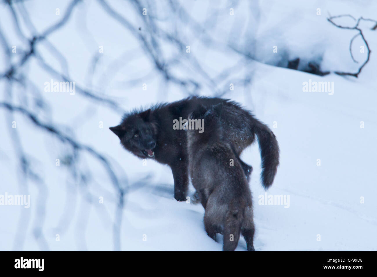 Deux loups gris jouer dans la neige, dans le parc national Banff, Alberta, Canada. Banque D'Images