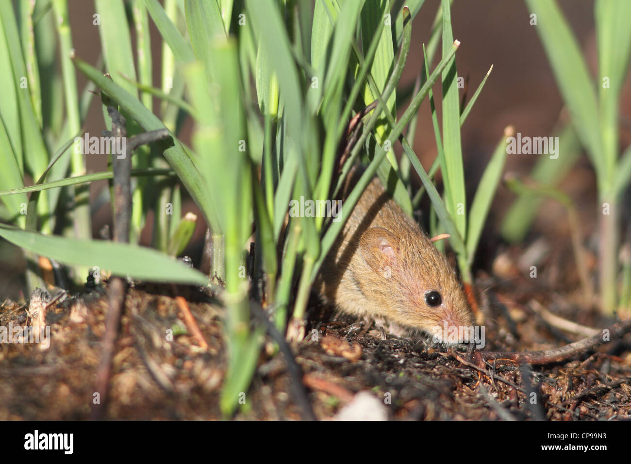 Souris d'Eurasie (Micromys minutus) Banque D'Images