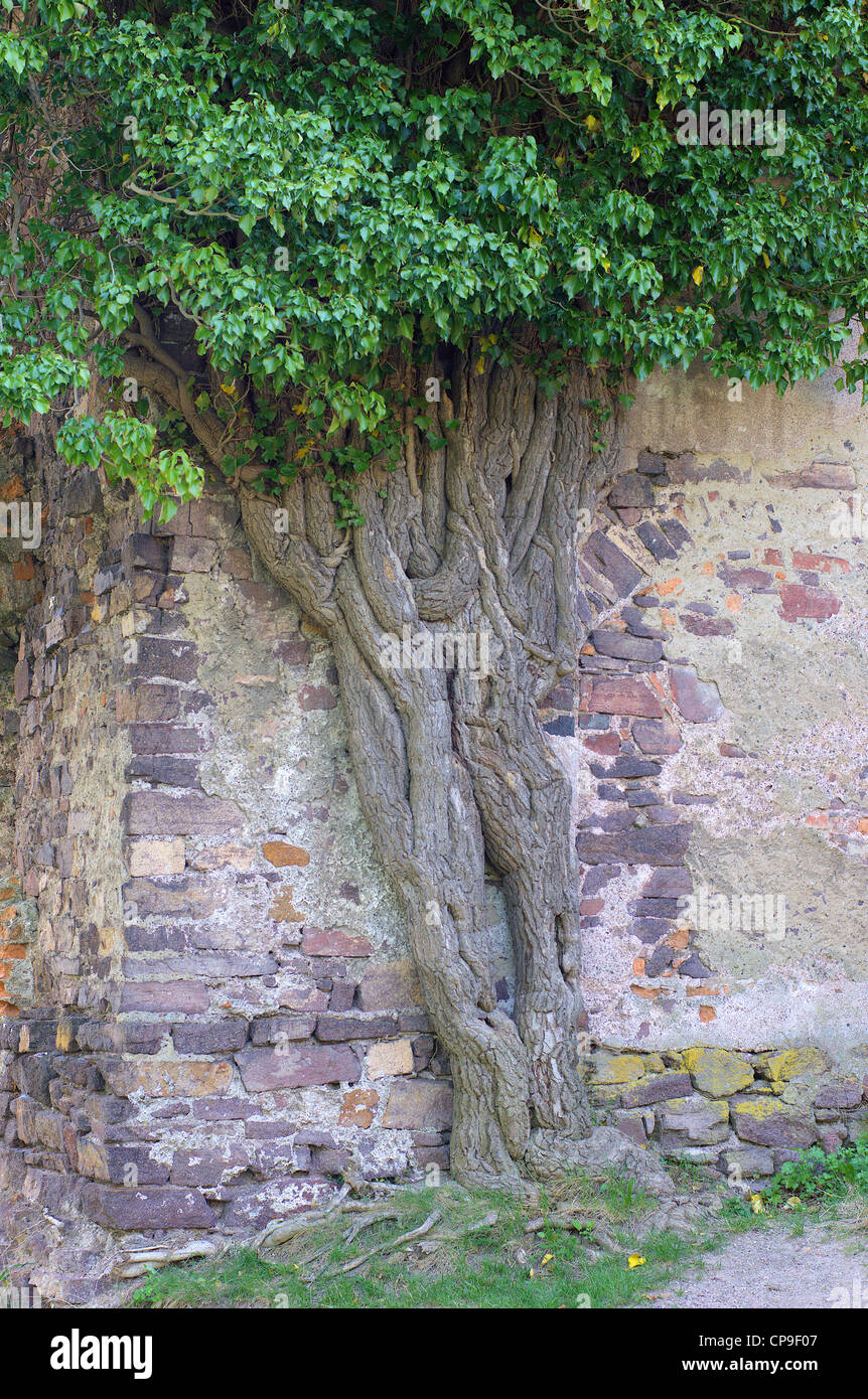 Très vieux lierre grimpant sur le vieux mur Hedera helix Swiny Château Basse Silésie Pologne Banque D'Images