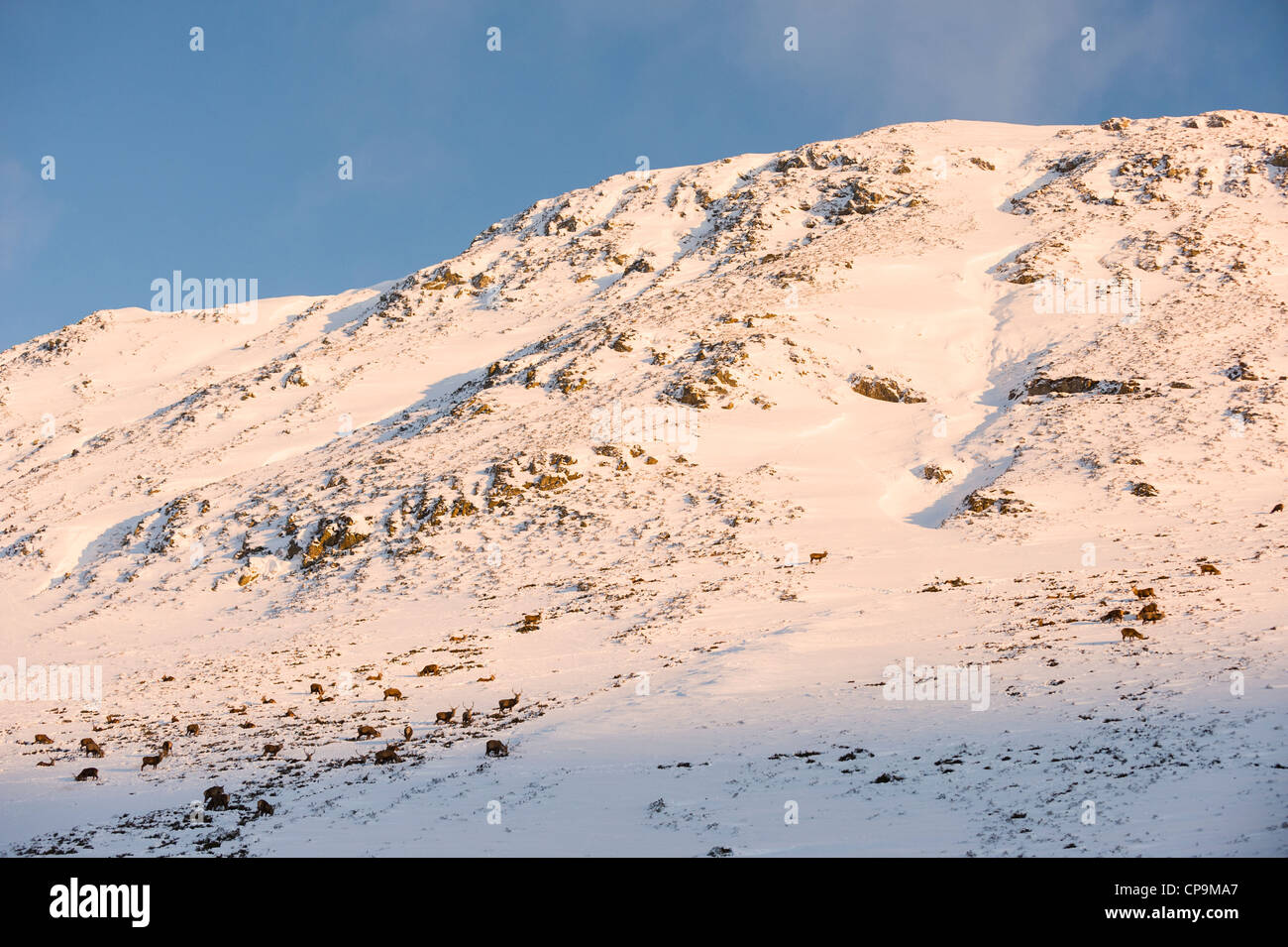 Red Deer haut sur les pentes des montagnes, Glen Clunie en hiver, Écosse, Royaume-Uni, Cairngorms Banque D'Images