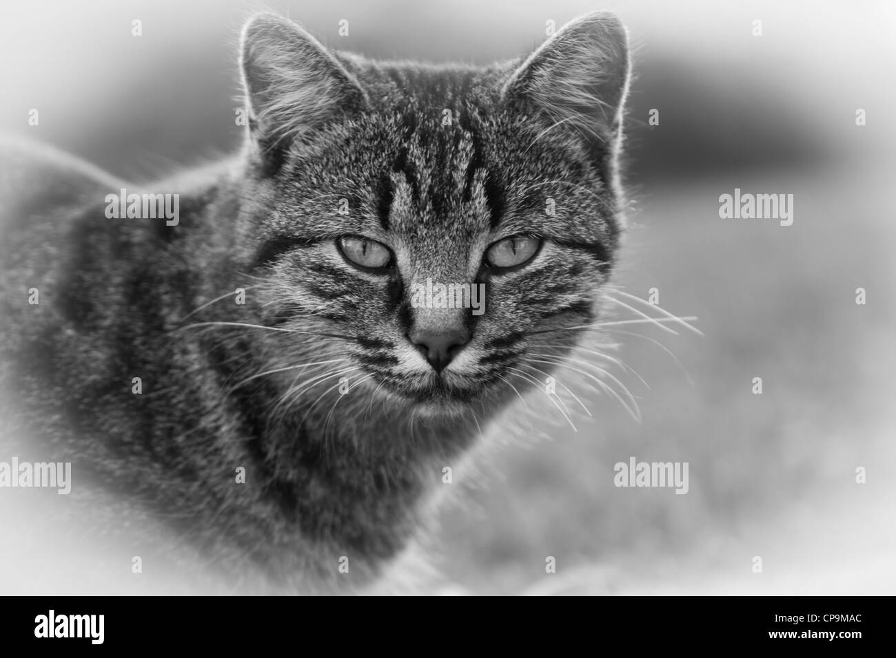Balck et Blanc Portrait d'un jeune chat Banque D'Images