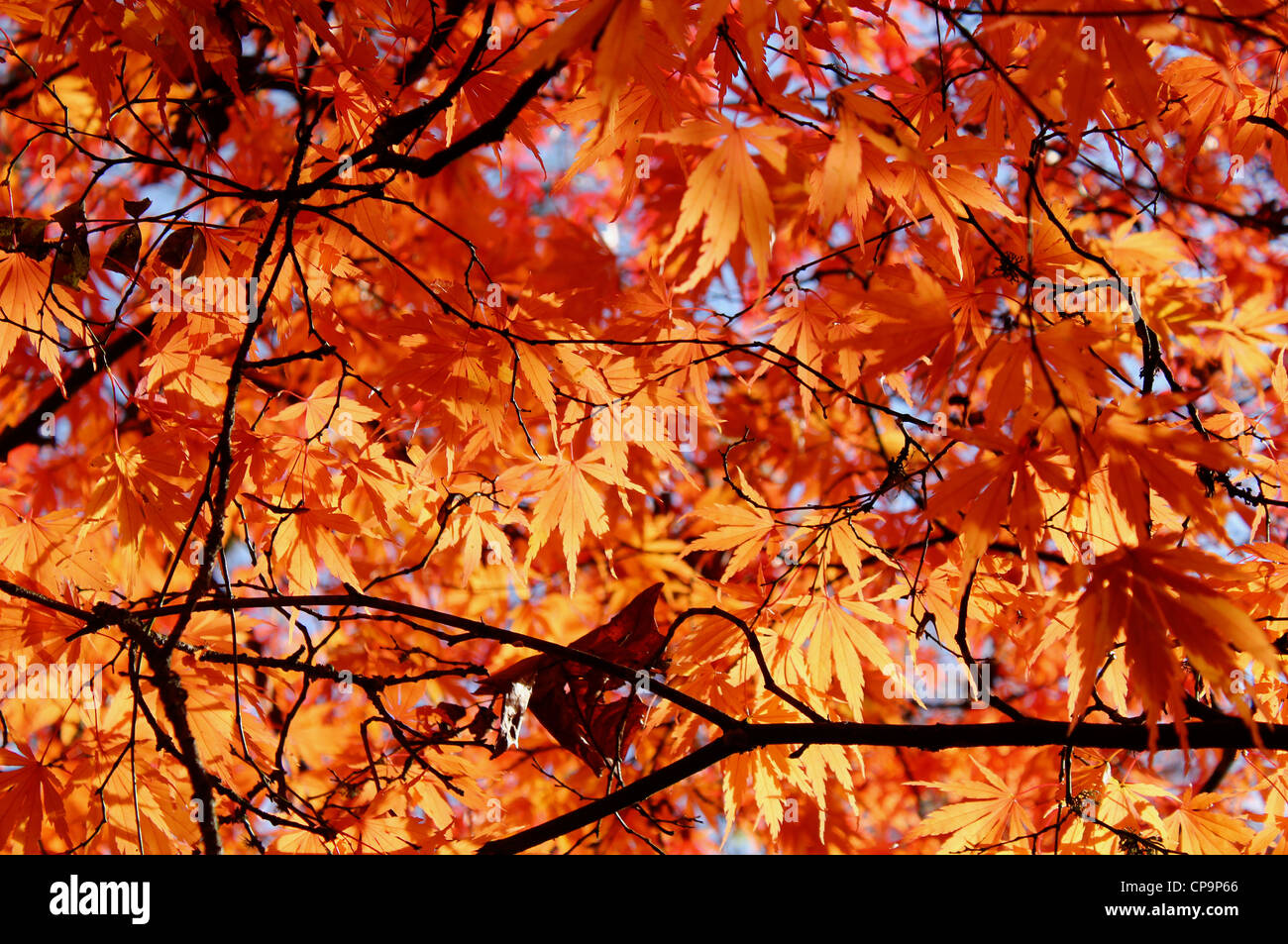 En automne les feuilles d'érable japonais Banque D'Images