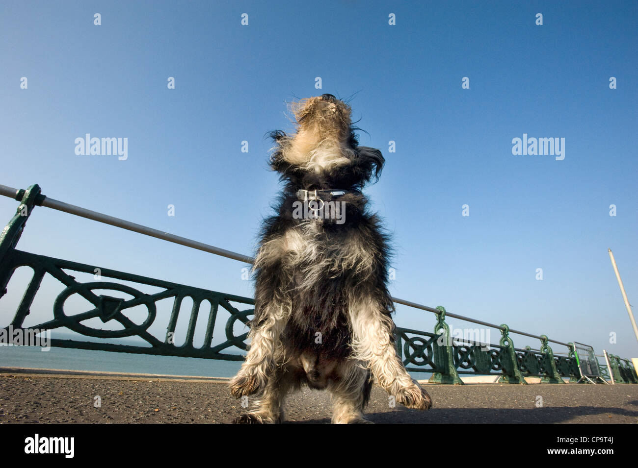 Un déclippés Schnauzer nain chien bénéficiant d'être sans laisse sur une promenade de bord de mer. Banque D'Images