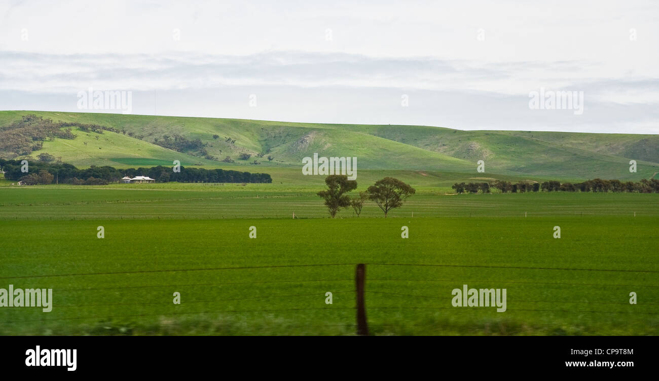 Hill et de l'herbe dans le paysage de l'Australie du Sud, Australie Banque D'Images