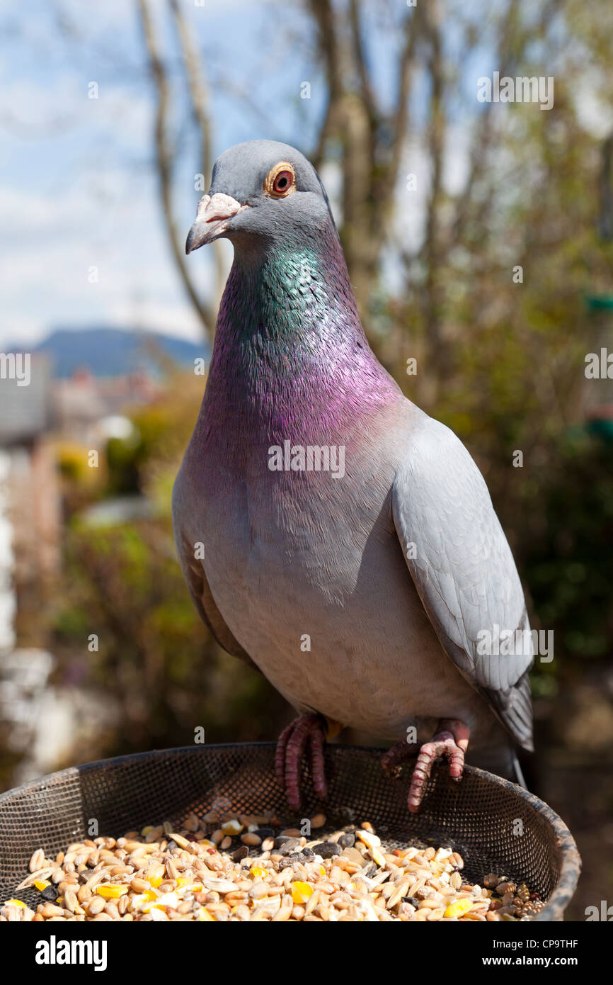 Pigeon, Columba livia, connu sous le nom de pigeon rock ou rock dove, femelle bleue sur mangeoire le bac de semences, Pays de Galles, Royaume-Uni Banque D'Images