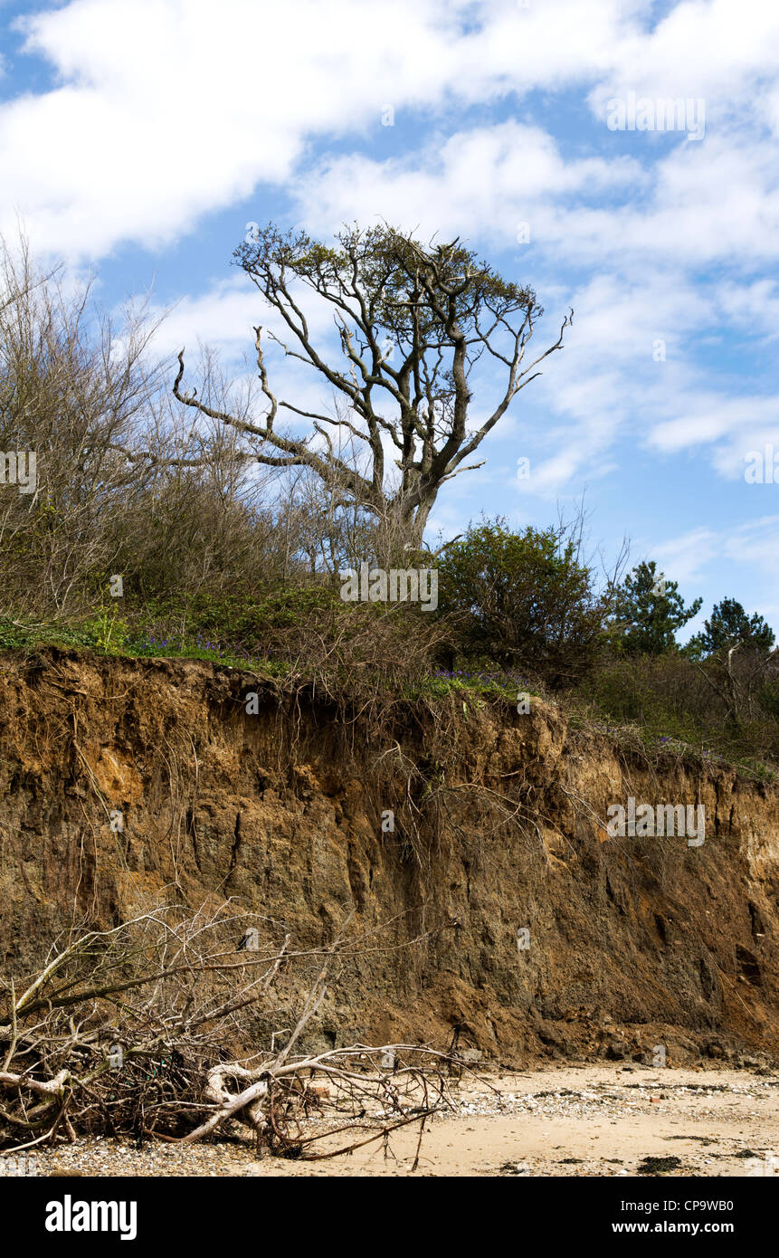 Les arbres exposés par l'érosion côtière à l'East Mersea, Essex, Angleterre, Royaume-Uni Banque D'Images