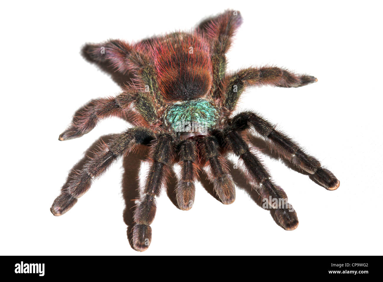 Pinktoe Antilles Tarantula, AKA la Martinique Red Tree Spider ...